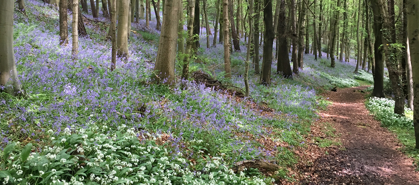 Bluebells